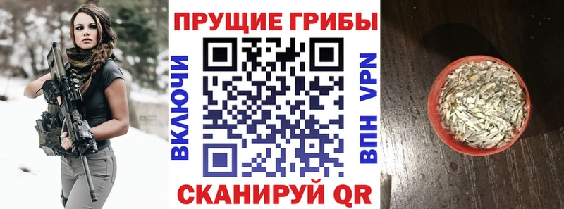 где можно купить   Советск  Галлюциногенные грибы MAGIC MUSHROOMS 